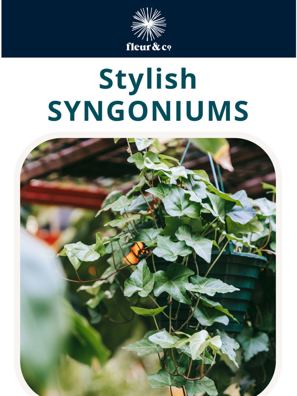 Stylish Syngoniums for you! 🌱