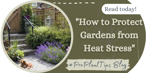 protect your garden from heat stress