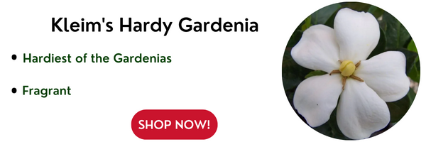 Kleim's Hardy Gardenia