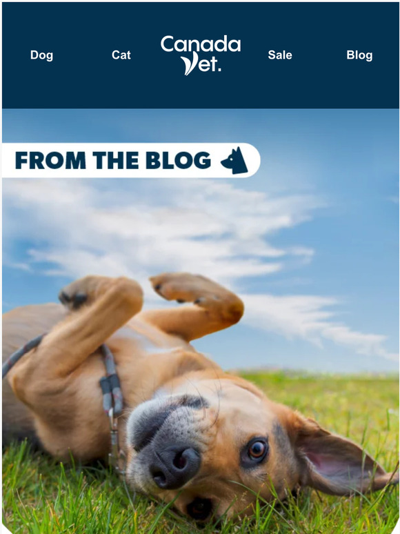 CanadaVet Top 7 Places Ticks Are Hiding On Your Dog 🐜 Check Now! Milled