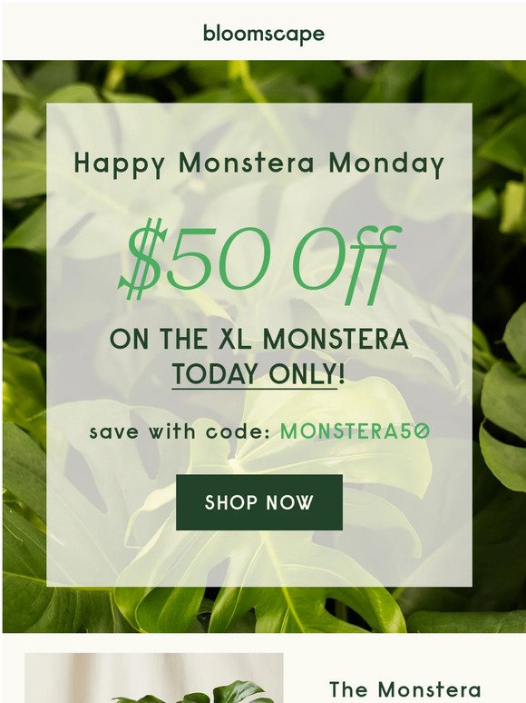 Bloomscape Monstera Monday Celebrate with 50 Off Milled