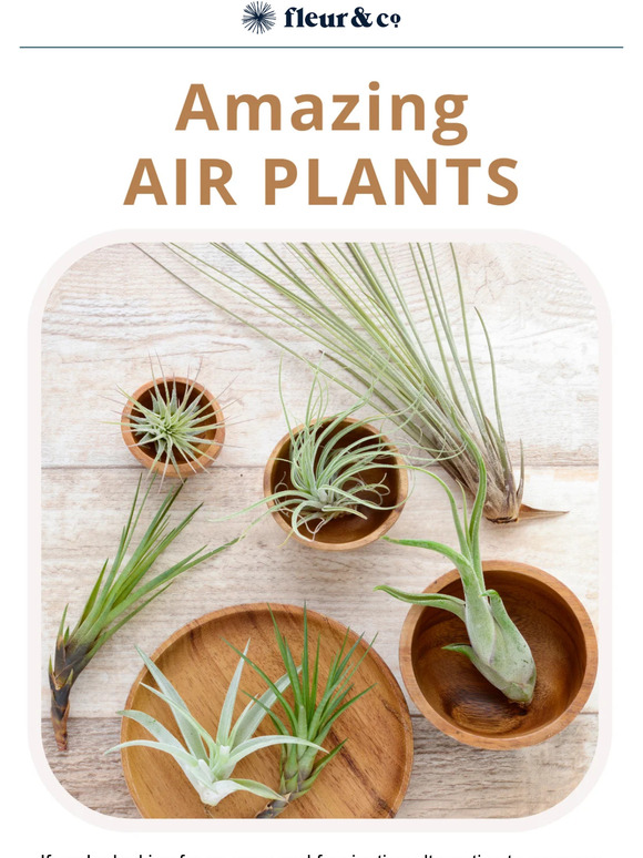 Grow and Care for Air Plants Like a Pro 😎