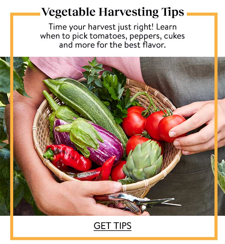 Burpee Gardening Handy Tools for Harvest Season Milled