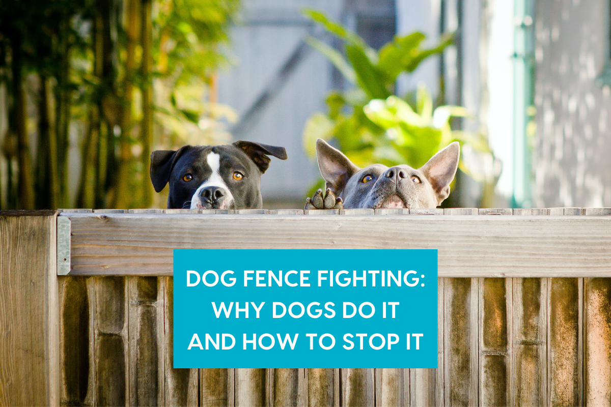 Pupford LLC [article] Dog Fence Fighting Why Dogs Do it and How to