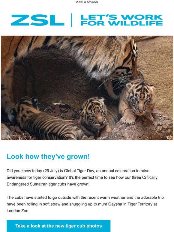 Enjoy new tiger cub photos on Global Tiger Day 🐯