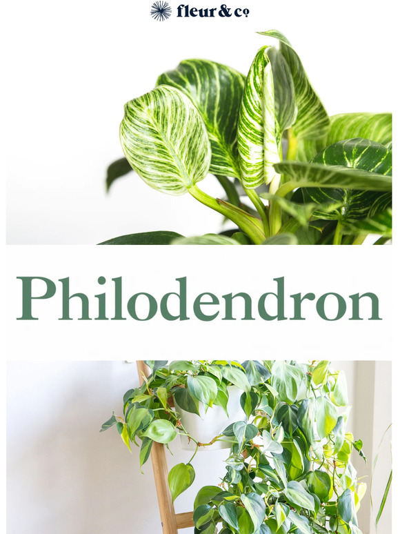 Feel the PHILODENDRON Love! 💚
