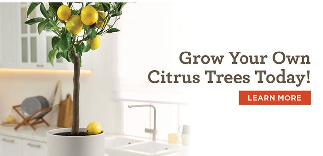 Grow your own citrus trees!