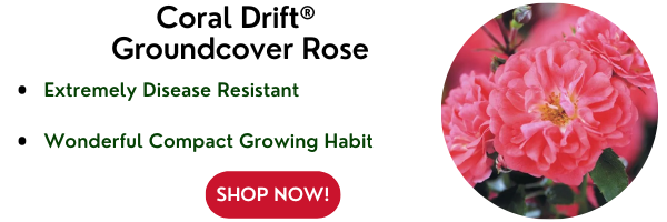 Coral Drift® Groundcover Rose