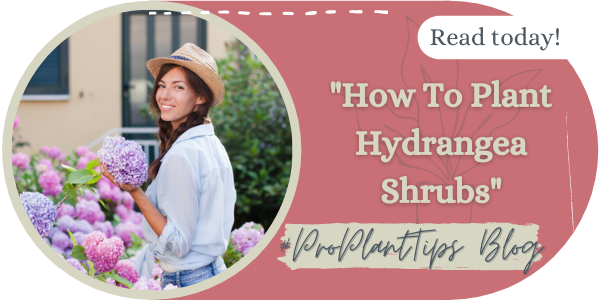 How to Plant Hydrangea Shrubs