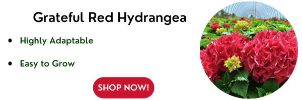 Grateful Red Hydrangea