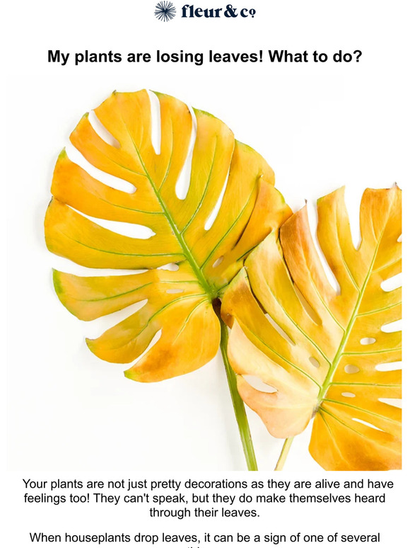 Are your plants losing leaves? 😢