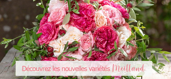 NOUVELLES VARIETES