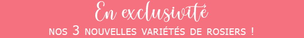 NOUVEAUTES ROSIERS