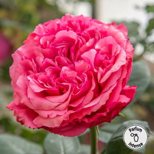 Rosier AUDREY FLEUROT ® Meicatess