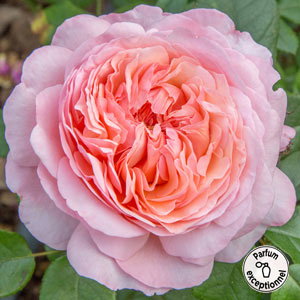 Rosier JEAN DE LA FONTAINE ® Meiffable