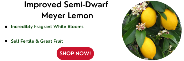 Improved Semi-Dwarf Meyer Lemon