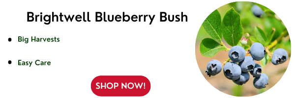 Brightwell Blueberry Bush