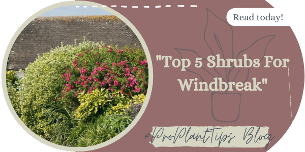 Top 5 Shrubs for windbreak