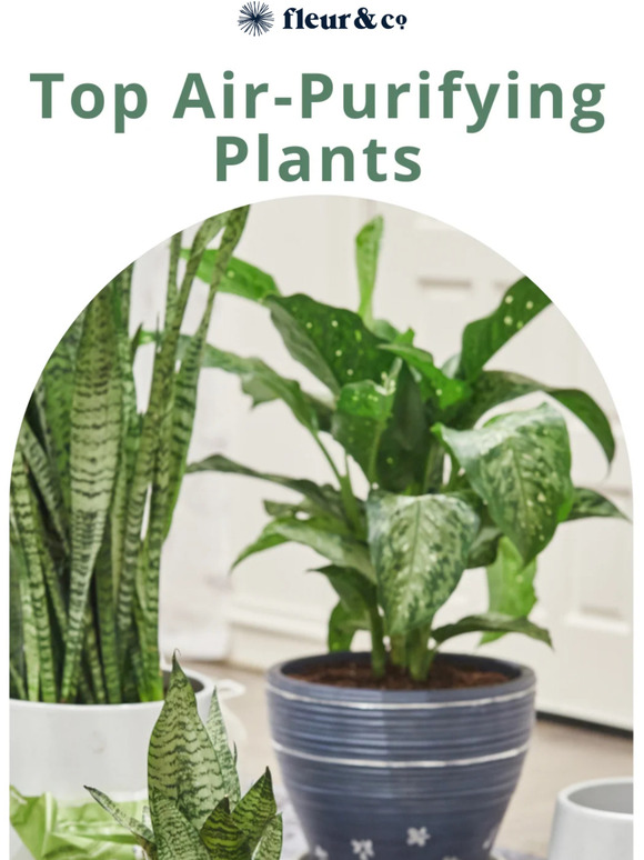 🌵 Get Clean Air with These Top NASA-Approved Plants 🌵