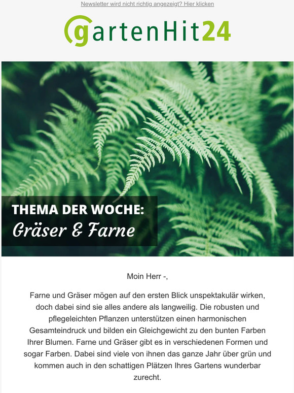Vielfältig und robust – Gräser und Farne