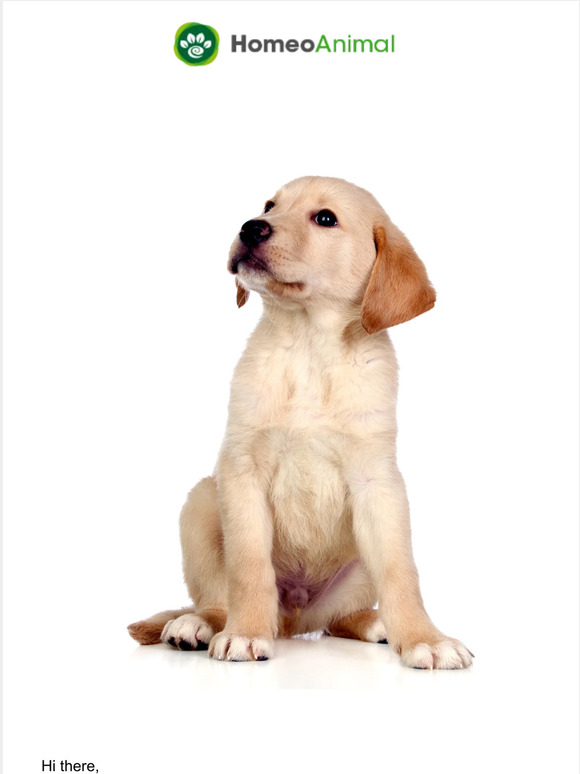 Does your dog have an undescended testicle? Milled