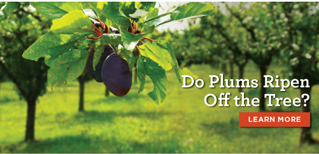 Do Plums Ripen Off the Tree?