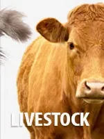 SHOP ALL LIVESTOCK PRESCRIPTIONS