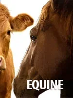SHOP ALL EQUINE PRESCRIPTIONS
