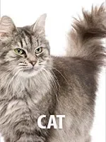 SHOP ALL CAT PRESCRIPTIONS