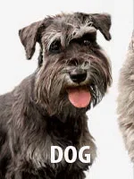 SHOP ALL DOG PRESCRIPTIONS