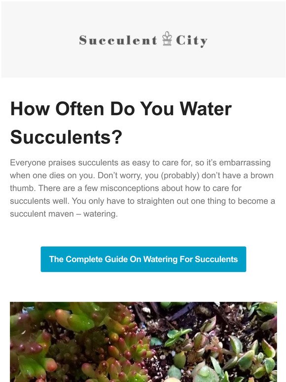 How Often Do You Water Succulents?