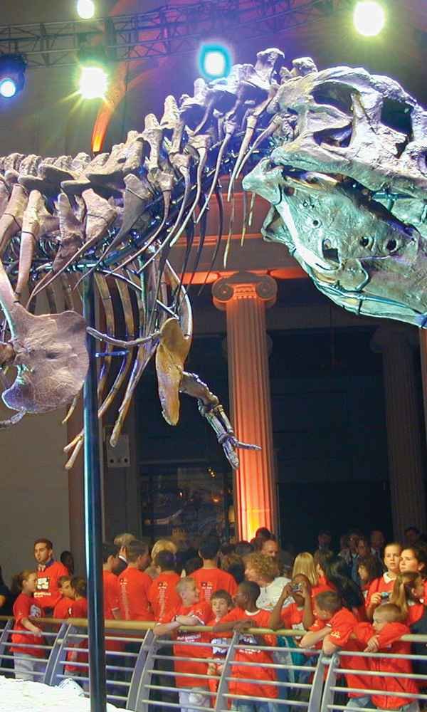 Sue, a dinosaur fossil (Tyrannosaurus rex)