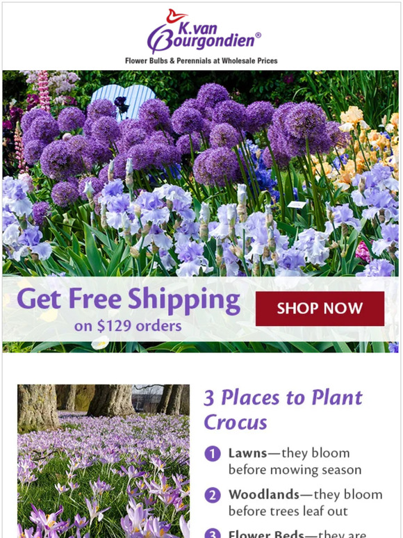 K. Van Bourgondien & Sons, Inc. 😎 Top tips for planting crocus and
