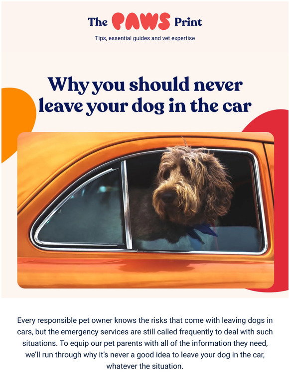 Paws Why you should never leave your dog in the car Milled