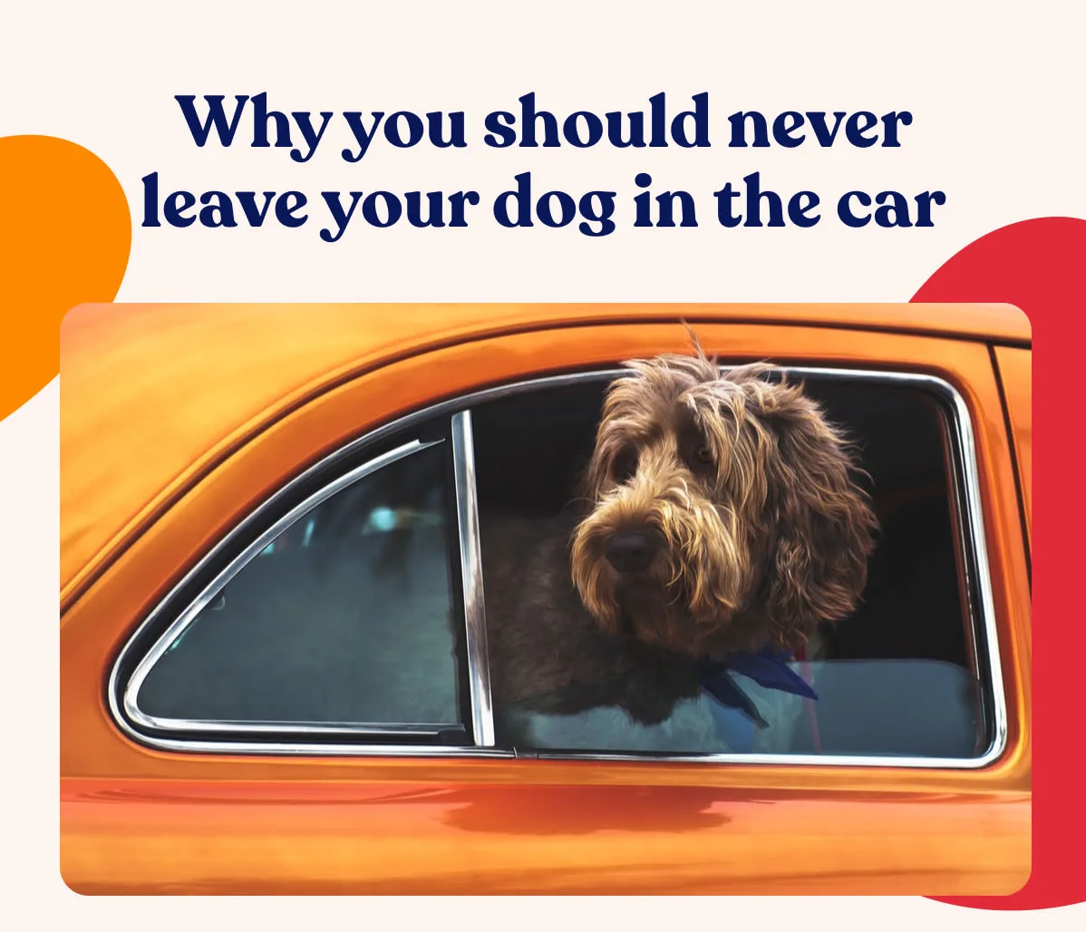 Paws: Why you should never leave your dog in the car | Milled