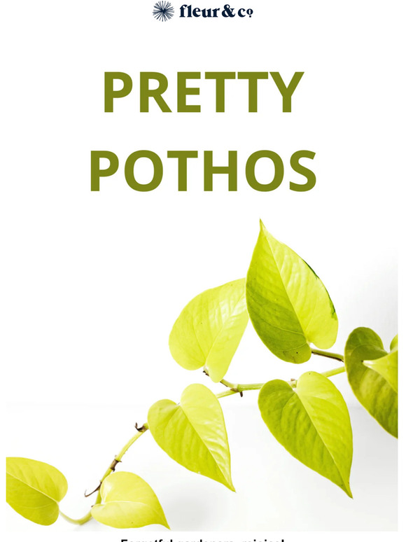 Pretty Pothos: The perfect indoor plant! 🌱
