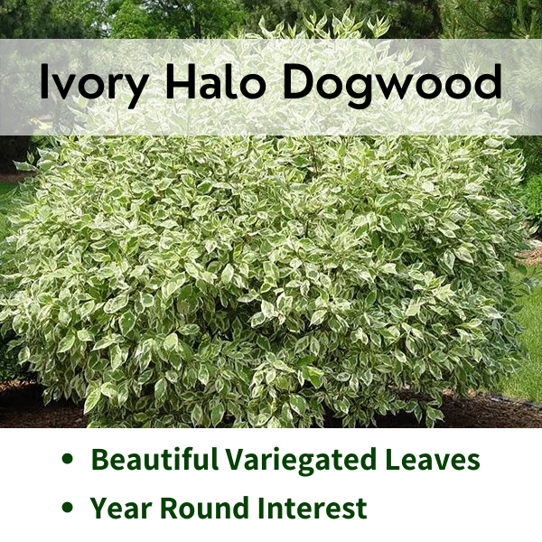Ivory Halo Dogwood
