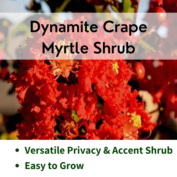 Dynamite Crape Myrtle Shrub