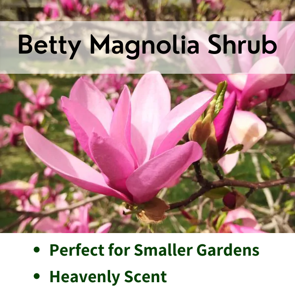Betty Magnolia Shrub