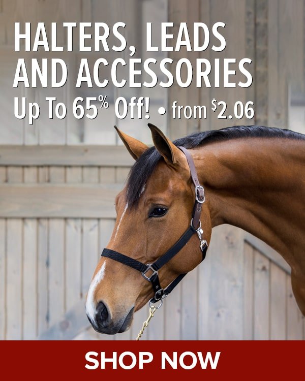 Halters, Leads, and Accessories