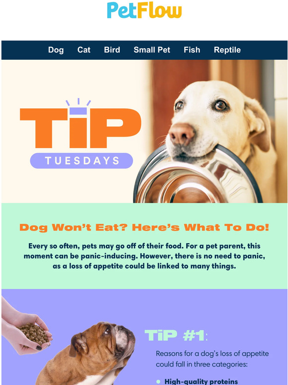 Dog Won't Eat? Here's What To Do!🐶 Milled