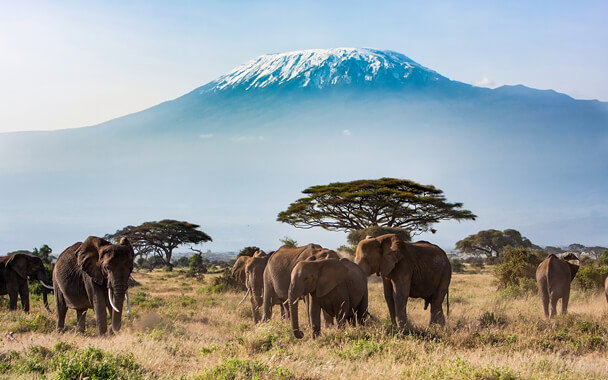 Kilimanjaro Summit & Safari - Lemosho Route