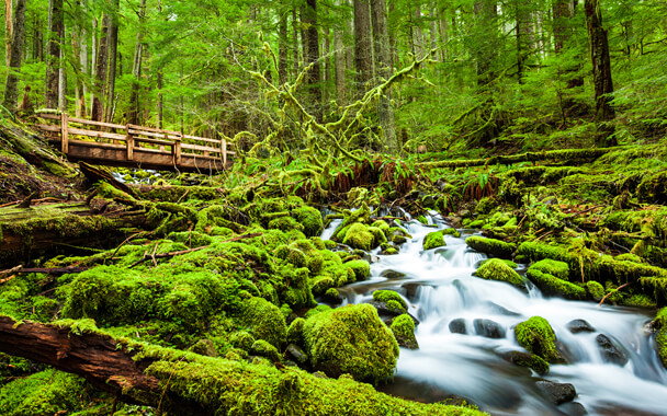 Olympic National Park Hiking Adventure