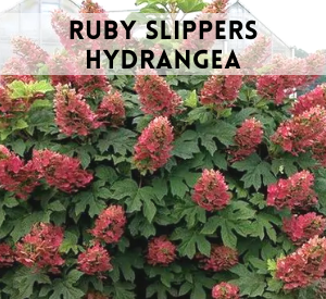 Ruby Slippers Hydrangea