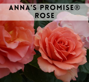 Annas Promise Rose