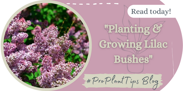Planting and Growing Lilacs