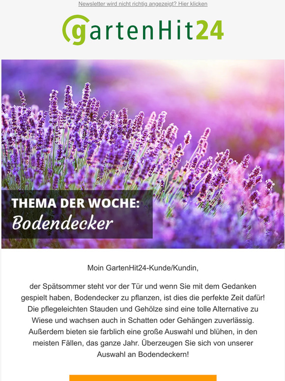 Pflegeleicht begrünen dank Bodendecker!