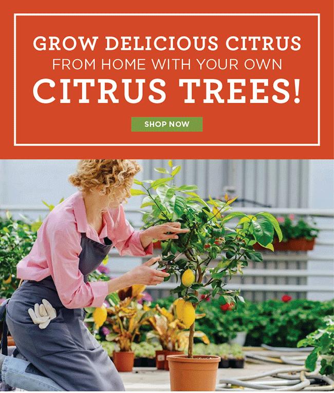Grow your own citrus trees!