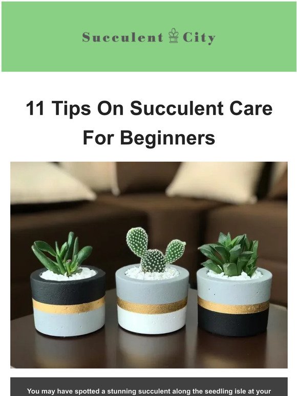 11 Tips On Succulent Care For Beginners