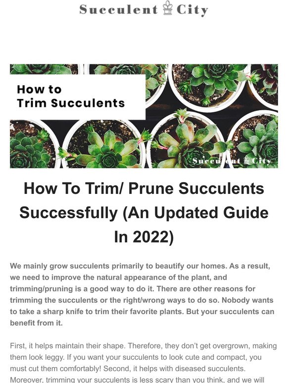 How To Trim/ Prune Your Succulents Successfully In 2022